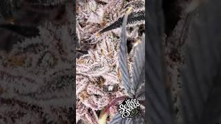 Purple Strains PURPLE STRAINS  karaoke with me and go deaf