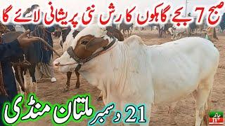 Multan Cow Mandi Fresh Latest Update Video Today | Cholistani Ablk Sahiwal Bachre | Cow Mandi 2024