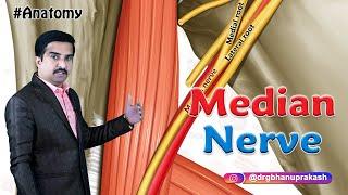 Median nerve Anatomy Animation USMLE Step 1 - Origin, Course, Branches and Median nerve injury