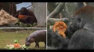 CAUGHT ON CAMERA: Hippos, bears and apes chow down on pumpkin treats