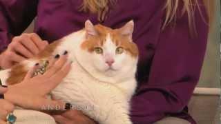 Anderson and Kristen Johnston Meet Meow, the 37-lb Cat