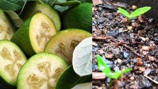 How to Grow Feijoa's from Seed.