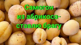 Самогон из абрикоса   - ставлю брагу