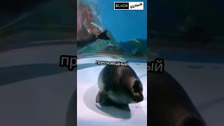 Самое редкое животное в мире? #милыеживотные #животные #рекомендации #топ #тюлени #байкал