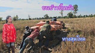 ขนข้าวขื้นเล้าจนรถไถปี้น