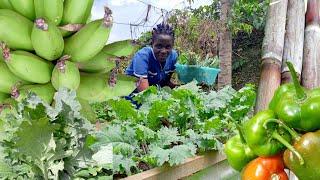 A Bountiful Organic Garden Harvest ( Backyard Farming)