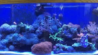 weeks reef dec