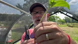 Silver Dollar Hydrangea Propagation