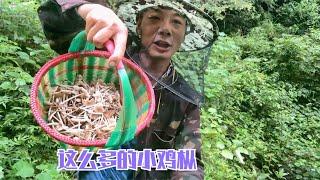 雨锅又上山找蘑菇，蘑菇没找到，竟意外收获了大半篮的鸡枞菌