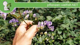 Blauer Eisenhut (Aconitum napellus) - 29.08.18 - Giftige Wildpflanzen erkennen/bestimmen