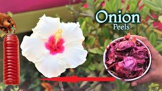 Easy way to use onion peel for plants || Best organic fertilizer for any plants