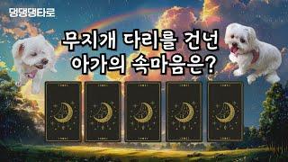 [펫타로]무지개 별로간 댕댕이의 속마음은?(펫로스증후군 극복, 잘지낼까?)dog  tarot, taro,cat