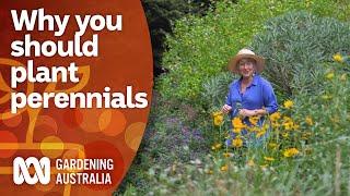 How to use perennial flowers to create long-lasting garden design | Gardening Australia