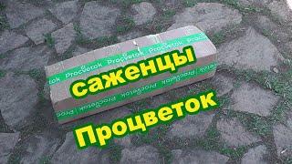 Процветок. Посылка с саженцами от интернет-магазина «Procvetok»