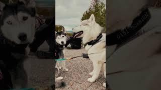 Impression - Zugsport mit unseren Huskys  #shortvideo #husky #sleddogs