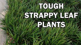 Tough Strappy Leaf Plants are great for Landscaping