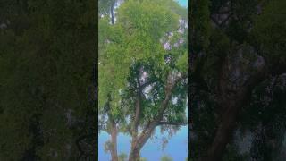 kothe uper kothari #shortvideo 