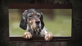 English Setter Gertie, Redhara Lady Gaga owned by Rebecca Goutorbe