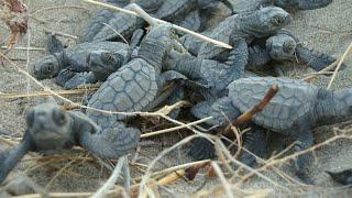 Instructions for sea turtle nesting beaches| Αν είσαι σε παραλία ωοτοκίας!