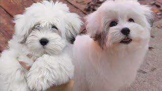 Coton De Tulear puppy SO FRIGGEN CUTE!