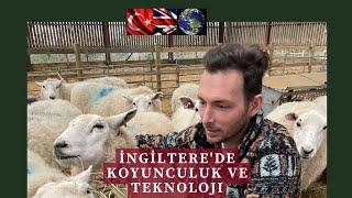 İNGİLTERE'DE KOYUNCULUK - PART II-