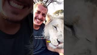 What a Lions tongue can do to human skin?