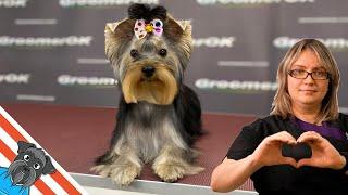 Yorkshire terrier puppy grooming - Amazing pretty puppy!