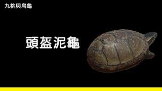 頭盔泥龜介紹【九桃來介紹爬蟲《Reptiles》】