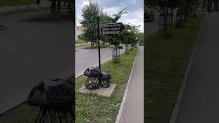 Сыктывкар Грибы в городе