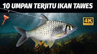 10 UMPAN TERJITU MANCING IKAN TAWES! BOLEH DICOBA BOSKU! 4K