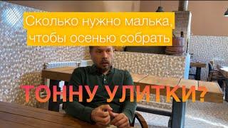 Сколько нужно малька, что бы осенью собрать тонну улитки?