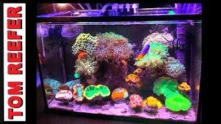 Beyond Belief LPS Reef! - 5GAL ONLY (Reef Tanks Around The World ep.2 )    Madrid, Spain