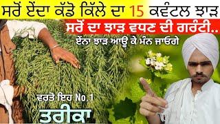 ਸਰੋਂ ਦੇ ਵਧੇਰੇ ਝਾੜ ਲਈ ਇਹ ਕੰਮ ਕਰੋ • sarso ki kheti karne ka tarika | mustard farming | agri advice