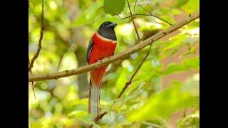 MALABAR TROGON (male), Kerala, India