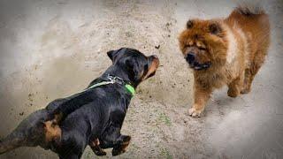 Chow Chows are More Aggressive than Rottweilers!