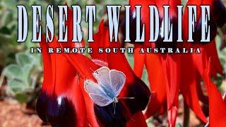 Wildlife encounters. Exploring a South Australian remote wilderness area.