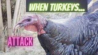 When Turkeys Attack! - And I become the victim