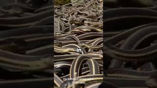Where do snakes go in the winter? ️ #snake