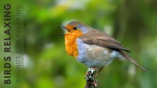 11 hour - Birdsong in the Forest, Bird Sounds For Relaxation, Sleep And Concentration, Nature