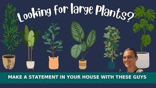 12 Best LARGE HOUSEPLANTS to Grow - Low Maintenance Indoor Plants