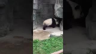 Beijing Zoo : Giant Panda