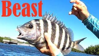 The Best Sheepshead Fishing Spot in Florida