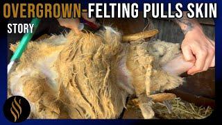 Brutal Felting Traps Sheep In Overgrowth