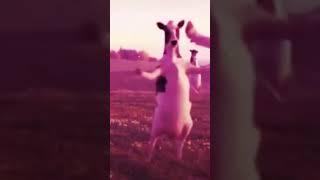 رقاوي راوي راوي #رقية
