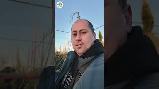  Стрижка растений и топиарные услуги от компании Green Garden #GreenGardenod