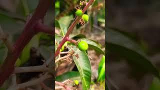 आम के छोटे-छोटे फल लगने शुरू हो गए  Mango tree flowering and fruiting #ytshorts #Shorts #gardening#