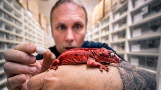 DEADPOOL GECKO EGGS!! MOST EXCITING REPTILE EGGS OF THE YEAR!! | BRIAN BARCZYK