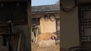 한때는 일곱식구가 살았다는 촌집이 지금은 메주를 띄우는 공간으로 #의성군 #농촌풍경 #촌집 #옛집