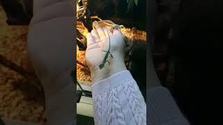 #exotic #reptiles #biobox