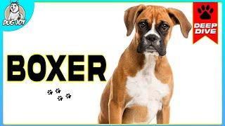 Boxer Dogs 101: Everything You Need To Know